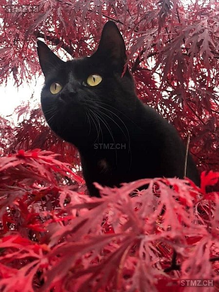 Salvo — Hauskatze ♂, Missing since 04.04.2026, Thalwil (ZH)