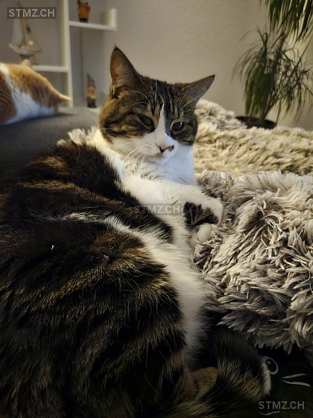 Tigi — Hauskatze ♀, Missing since 05.04.2026, Boningen (SO)
