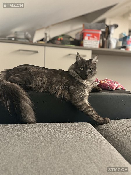 Nugget — Hauskatze ♂, Missing since 07.04.2026, La Tour-de-Trême (FR)