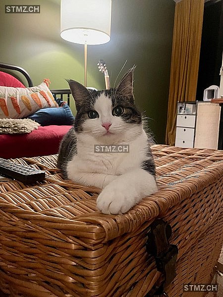 Cleo — Hauskatze ♀, Missing since 04.04.2026, Binz (ZH)