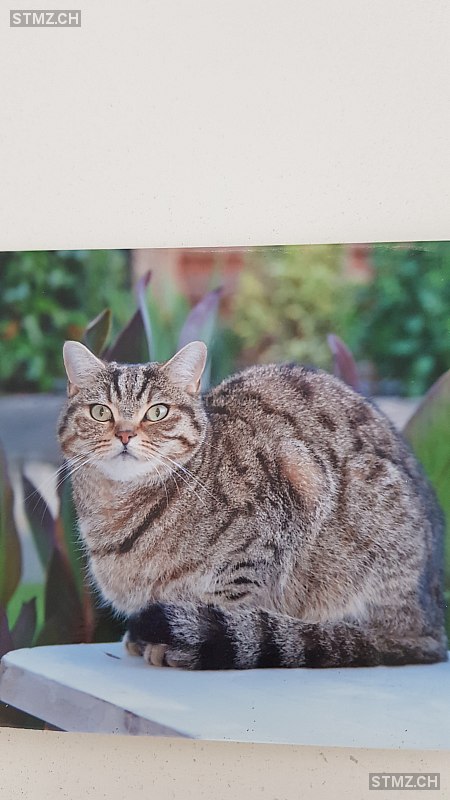 Romeo — British Kurzhaar ♂, Missing since 06.04.2026, Rupperswil (AG)