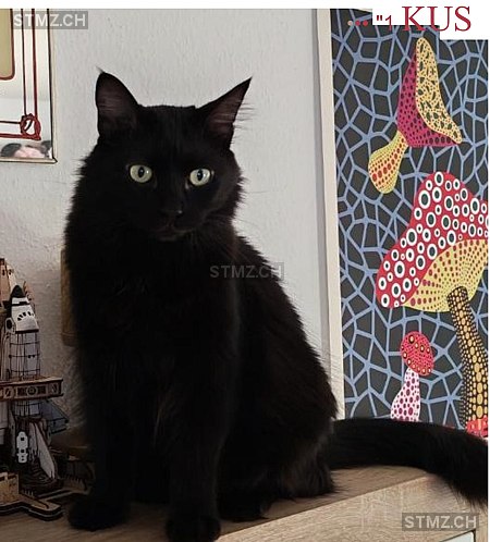 Vassily — Hauskatze ♂, Missing since 07.04.2026, Genève (GE)