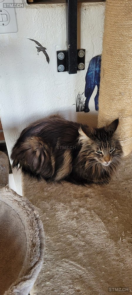 Fjell — Norwegische Waldkatze ♂, Missing since 07.04.2026, Thayngen (SH)