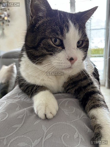 Mogli — Hauskatze ♂, Missing since 05.04.2026, Graben (BE)
