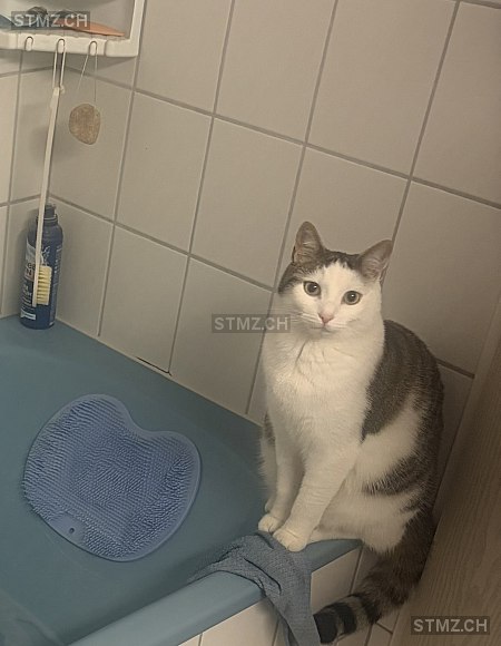 Sweety — Hauskatze ♀, Missing since 05.04.2026, Gelterkinden (BL)