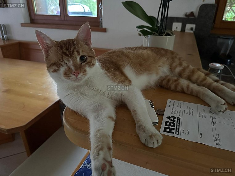 Shakespear — Hauskatze ♂, Missing since 06.04.2026, Azmoos (SG)