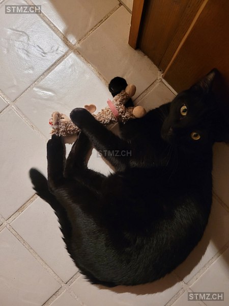 Lou — Hauskatze ♂, Missing since 05.04.2026, Ohmstal (LU)