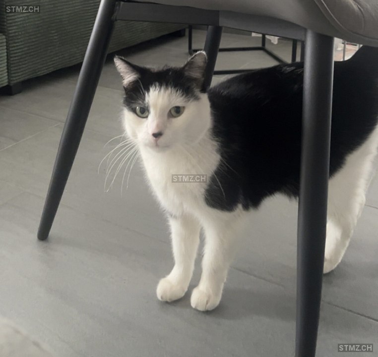 Fiera — Hauskatze ♀, Missing since 02.04.2026, Biberist (SO)