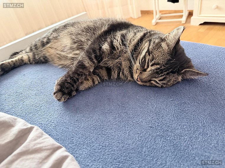 Mew — Hauskatze ♂, Missing since 04.04.2026, Neuhausen am Rheinfall (SH)