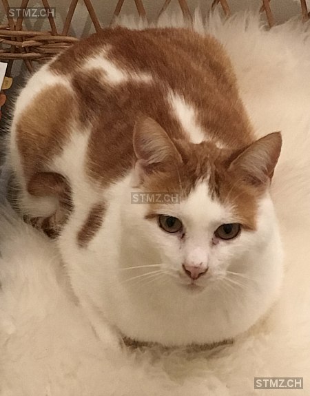 Merlin — Hauskatze ♂, Missing since 05.04.2026, Einigen (BE)
