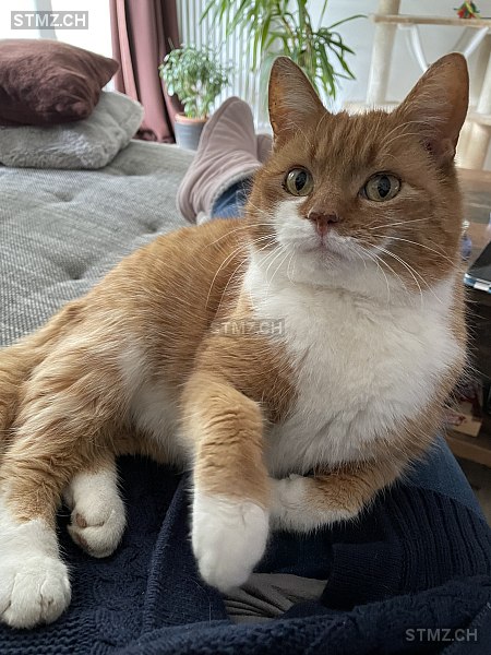 Ole — Hauskatze ♂, Missing since 06.04.2026, Gais (AR)