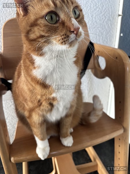Simba — Hauskatze ♀, Missing since 06.04.2026, Wohlen bei Bern (BE)