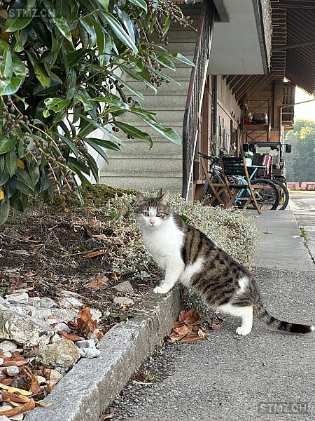 Akira — Hauskatze ♂, Missing since 05.04.2026, Rizenbach (BE)