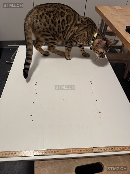 Mars — Bengalen ♂, Missing since 09.04.2026, St. Gallen (SG)