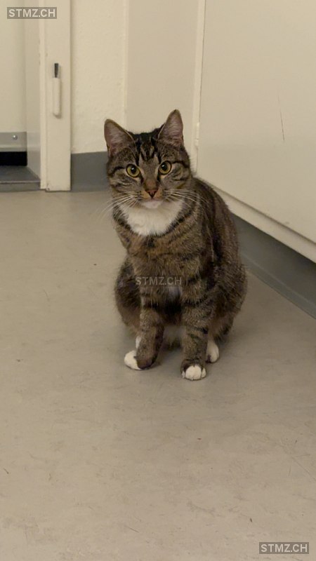 nala — Katze ♀, Missing since 06.04.2026, Chur (GR)