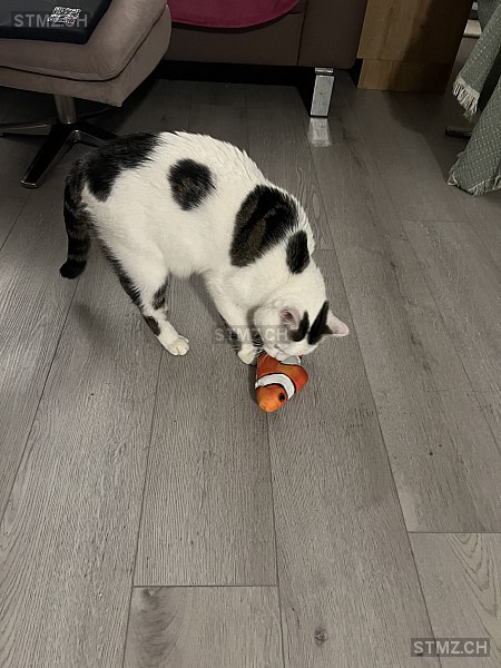 Tyson — Hauskatze ♂, Missing since 07.04.2026, Basel (BS)