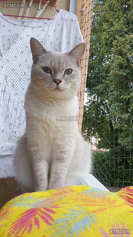 Ovca — British Kurzhaar ♀, Missing since 07.04.2026, Heerbrugg (SG)