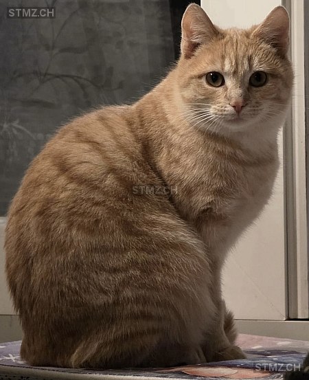 Chili — Hauskatze ♀, Missing since 08.03.2026, Niederönz (BE)