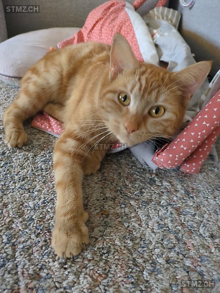 Sammy — Hauskatze ♂, Missing since 28.03.2026, Wileroltigen (BE)