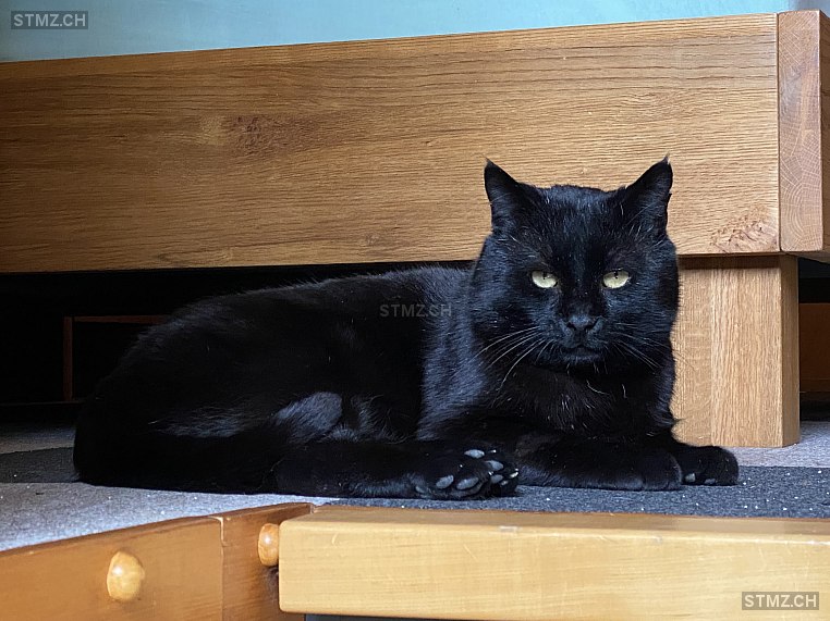 Puma — Hauskatze ♂, Missing since 08.04.2026, Brienz BE (BE)