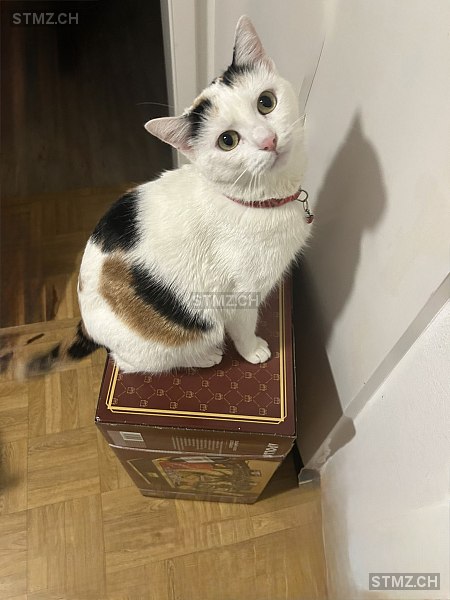 Pisika — Hauskatze ♀, Missing since 09.04.2026, Grenchen (SO)