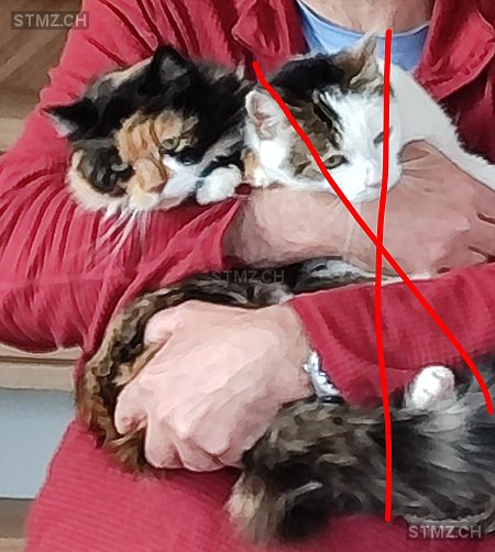 Cannelle — Hauskatze ♀, Missing since 05.04.2026, Ménières (FR)