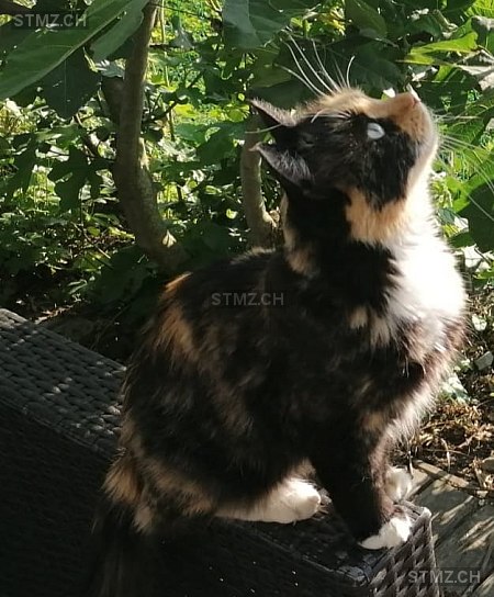 Cannelle — Hauskatze ♀, Missing since 05.04.2026, Ménières (FR)