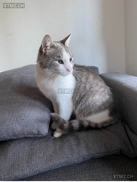 Herr Grau — Hauskatze ♂, Missing since 01.04.2026, Menziken (AG)