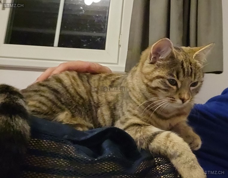 Kaya — Hauskatze ♀, Missing since 04.04.2026, Warth (TG)