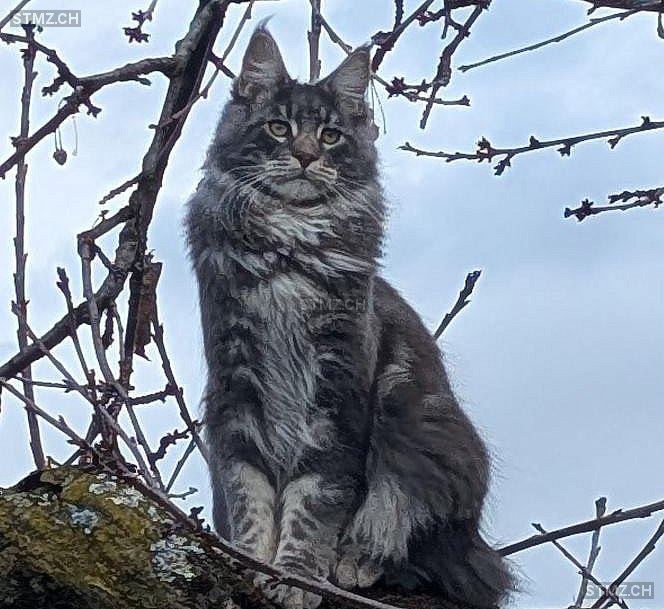 Alphonso — Maine Coon ♂, Missing since 08.04.2026, Diepoldsau (SG)