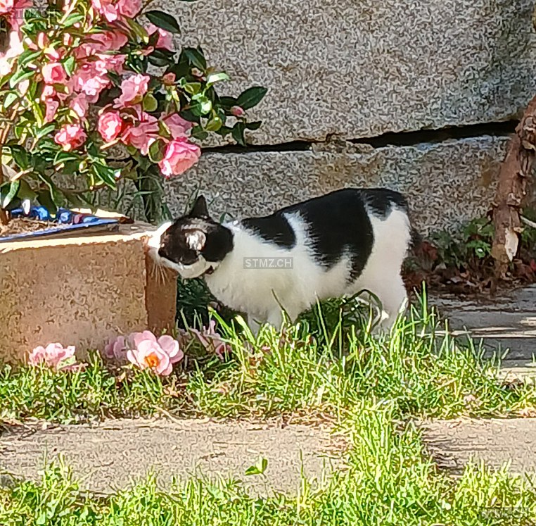 Scooby — Hauskatze ♀, Missing since 08.04.2026, Ormalingen (BL)