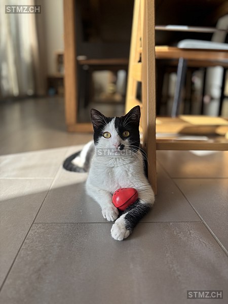 Bouchon — Hauskatze ♀, Missing since 20.03.2026, Chavannes-le-Chêne (VD)