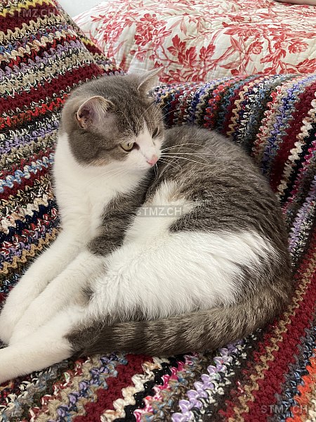 Fey — Hauskatze ♀, Missing since 03.04.2026, St. Gallen (SG)