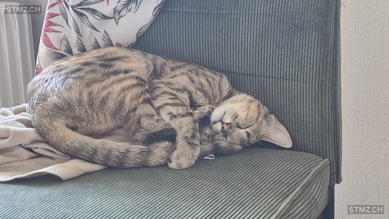 Shira — Hauskatze ♀, Missing since 06.04.2026, Bützberg (BE)
