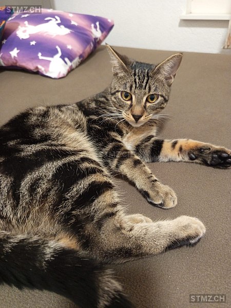 Umka — Hauskatze ♂, Missing since 01.04.2026, Kreuzlingen (TG)