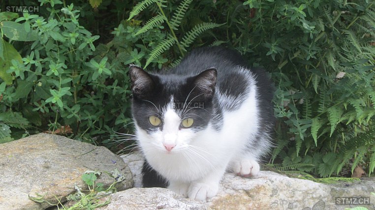 Sissy — Hauskatze ♀, Missing since 21.03.2026, Braggio (GR)