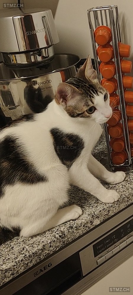 Lona — Hauskatze ♀, Missing since 07.04.2026, Erlinsbach (AG)