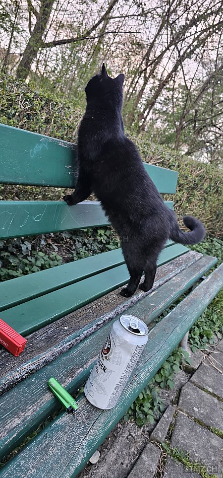 Murtschek — Hauskatze ♂, Missing since 08.04.2026, Luzern (LU)