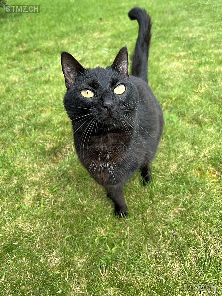 Nala — Hauskatze ♀, Missing since 01.04.2026, Langenthal (BE)