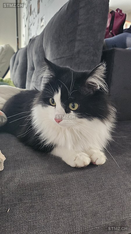 Sörtschi — Hauskatze ♂, Missing since 07.04.2026, Herisau (AR)