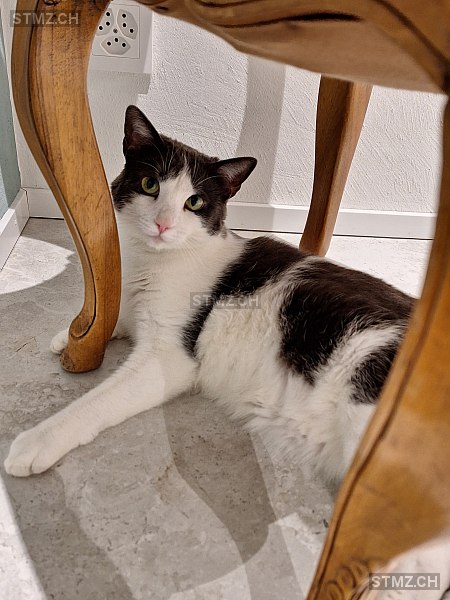 Psari — Hauskatze ♀, Missing since 07.04.2026, Winznau (SO)
