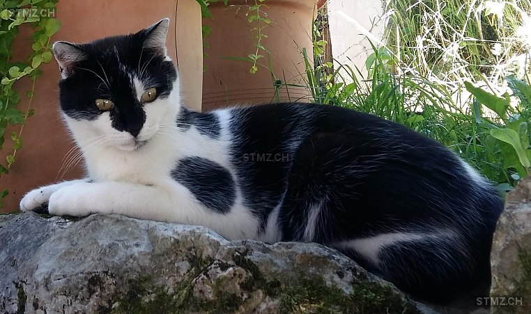 Orly — Hauskatze ♂, Missing since 05.04.2026, Lobsigen (BE)