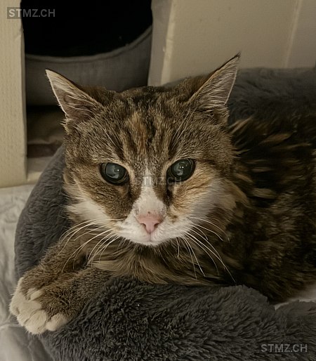 Lilly — Hauskatze ♀, Missing since 11.04.2026, Frick (AG)