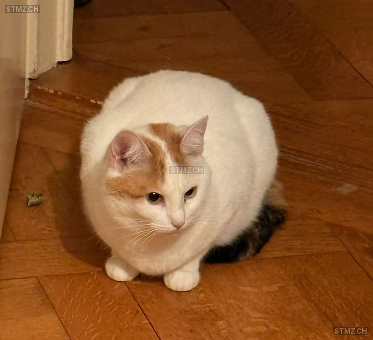 Danaé — Hauskatze ♀, Missing since 10.04.2026, Yverdon-les-Bains (VD)