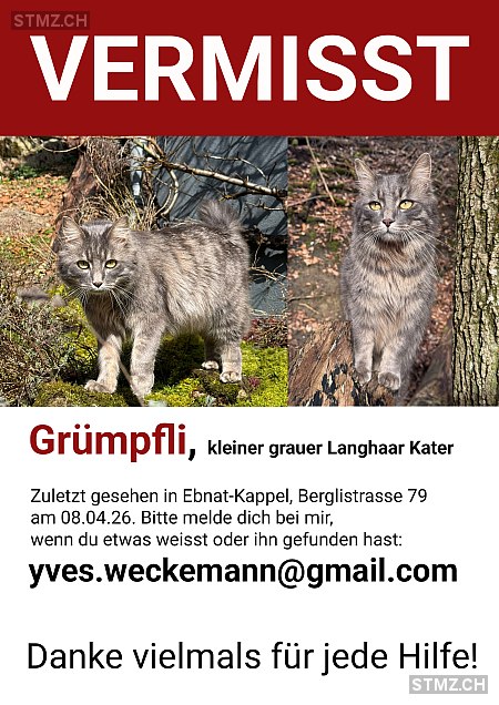 yves weckemann — Norwegische Waldkatze ♂, Missing since 08.04.2026, Ebnat-Kappel (SG)