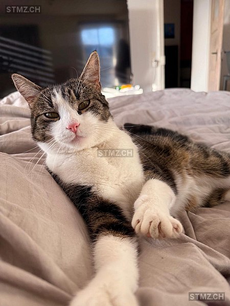 Charlie — Hauskatze ♂, Missing since 25.03.2026, Sumiswald (BE)