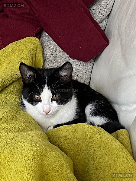 Bouboule — Hauskatze ♀, Missing since 05.04.2026, Hinterkappelen (BE)