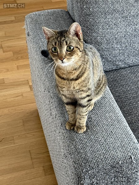 Paloma — Hauskatze ♀, Missing since 08.04.2026, Sursee (LU)