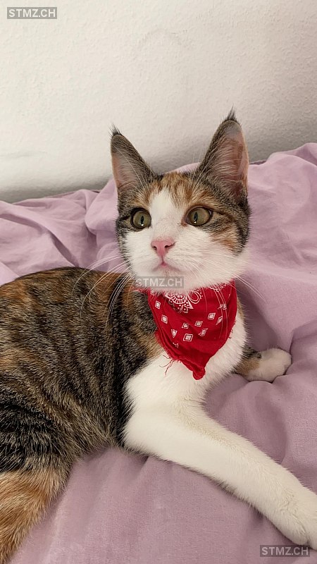 Bambi — Hauskatze ♀, Missing since 11.06.2025, Eschenbach SG (SG)