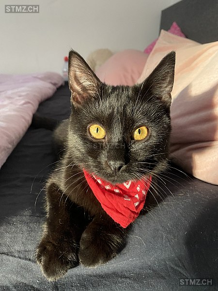 Blue — Hauskatze ♂, Missing since 07.04.2026, Eschenbach SG (SG)